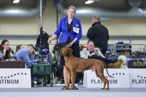 CACIB_CELJE_Day1 (114)