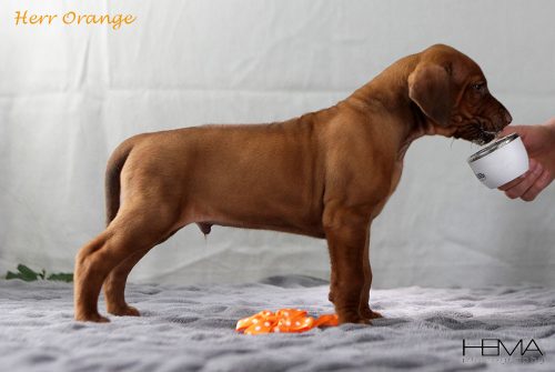 IMG_3695-orange