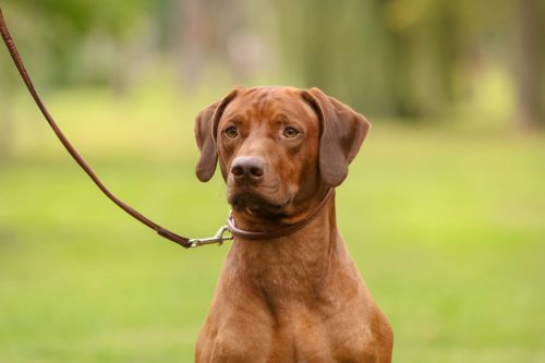 Karlovac_Okt_2025 (49)